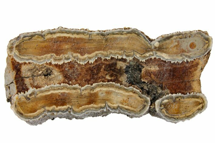 Mammoth Molar Slice With Case - South Carolina #130682